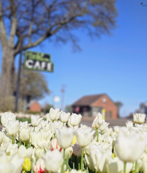 TulipsCafeJan-1